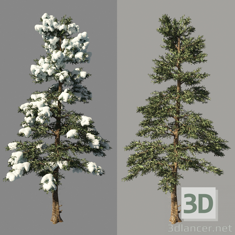 Abeto de invierno_Fir Invierno 3D modelo Compro - render