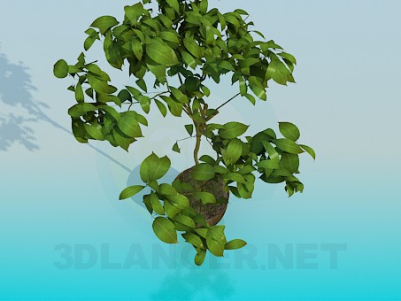 3D Modell Zimmerpflanze - Vorschau