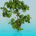 3D modeli Ev bitkisi - önizleme