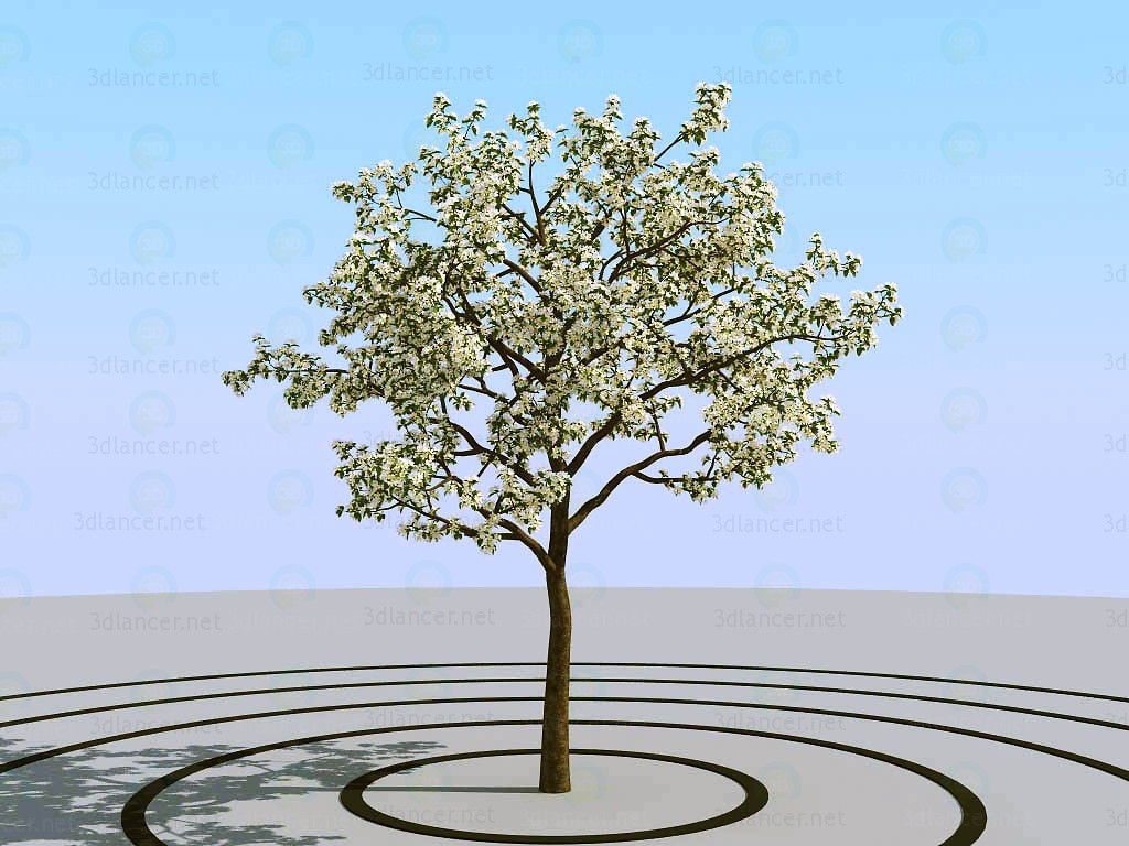 modello 3D Mela albero - anteprima