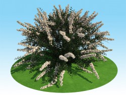 3D मॉडल spiraea nipponskaya के