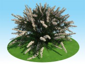 3D model of spiraea nipponskaya