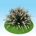 Modelo 3D de spiraea nipponskaya 3D modelo Compro - render