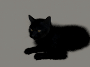 Gato con pelaje negro