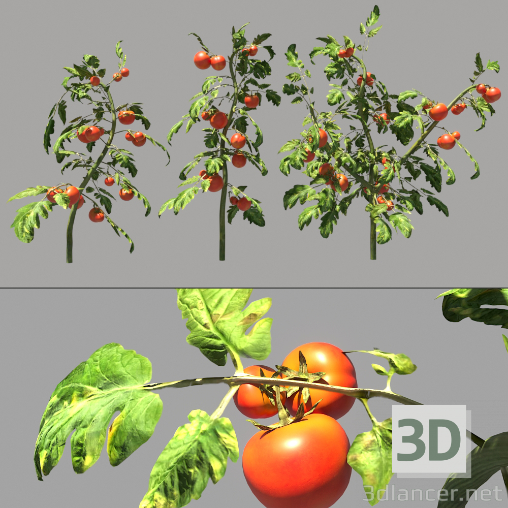 modello 3D di Pomodoro comprare - rendering