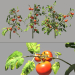 3d Tomato plants model buy - render