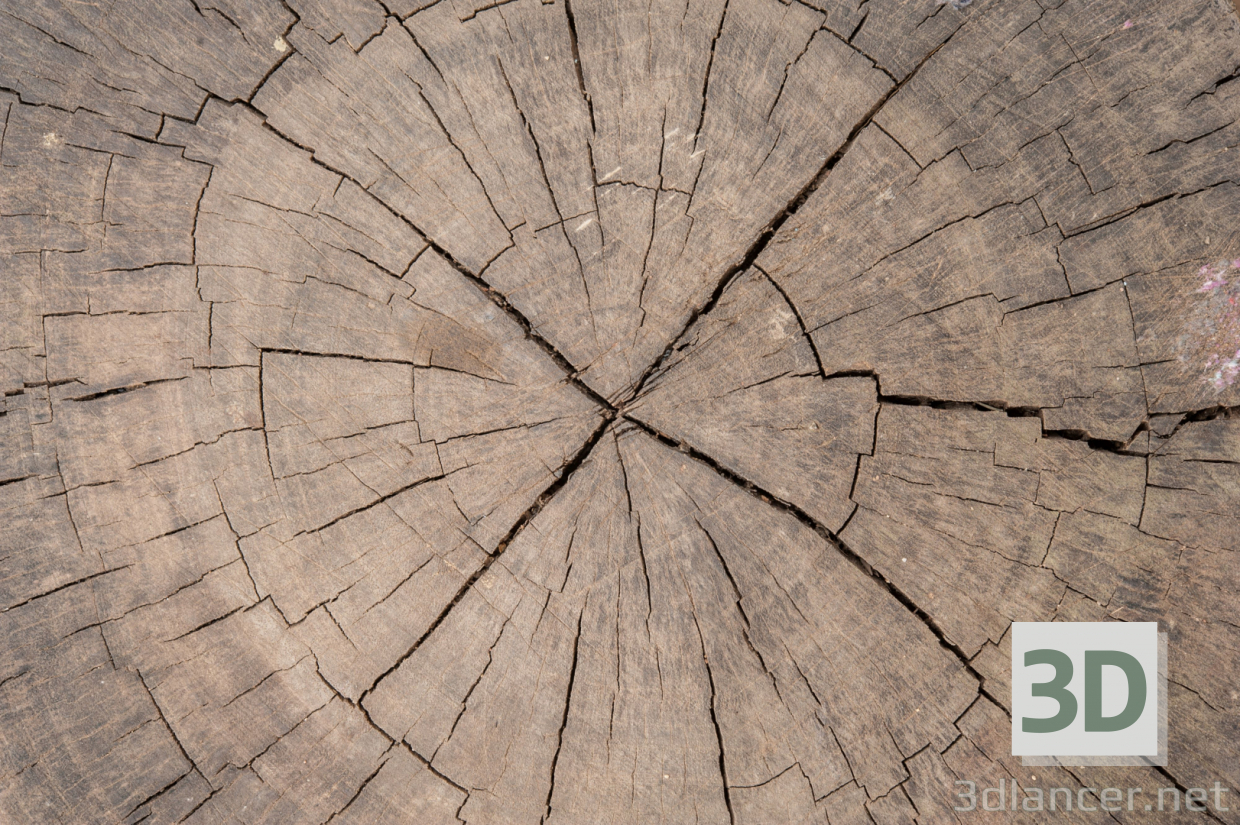 Текстура срез дерева 16-1 скачать бесплатно - изображение