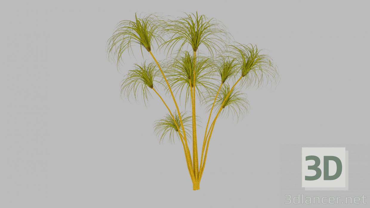 3 डी पपीरस का पौधा मॉडल खरीद - रेंडर