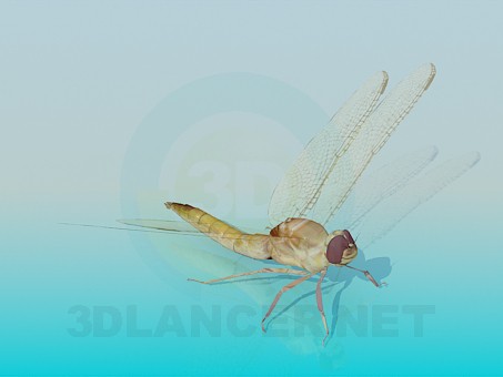 3 डी मॉडल Dragonfly - पूर्वावलोकन