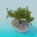 3d model Bonsai tree - preview