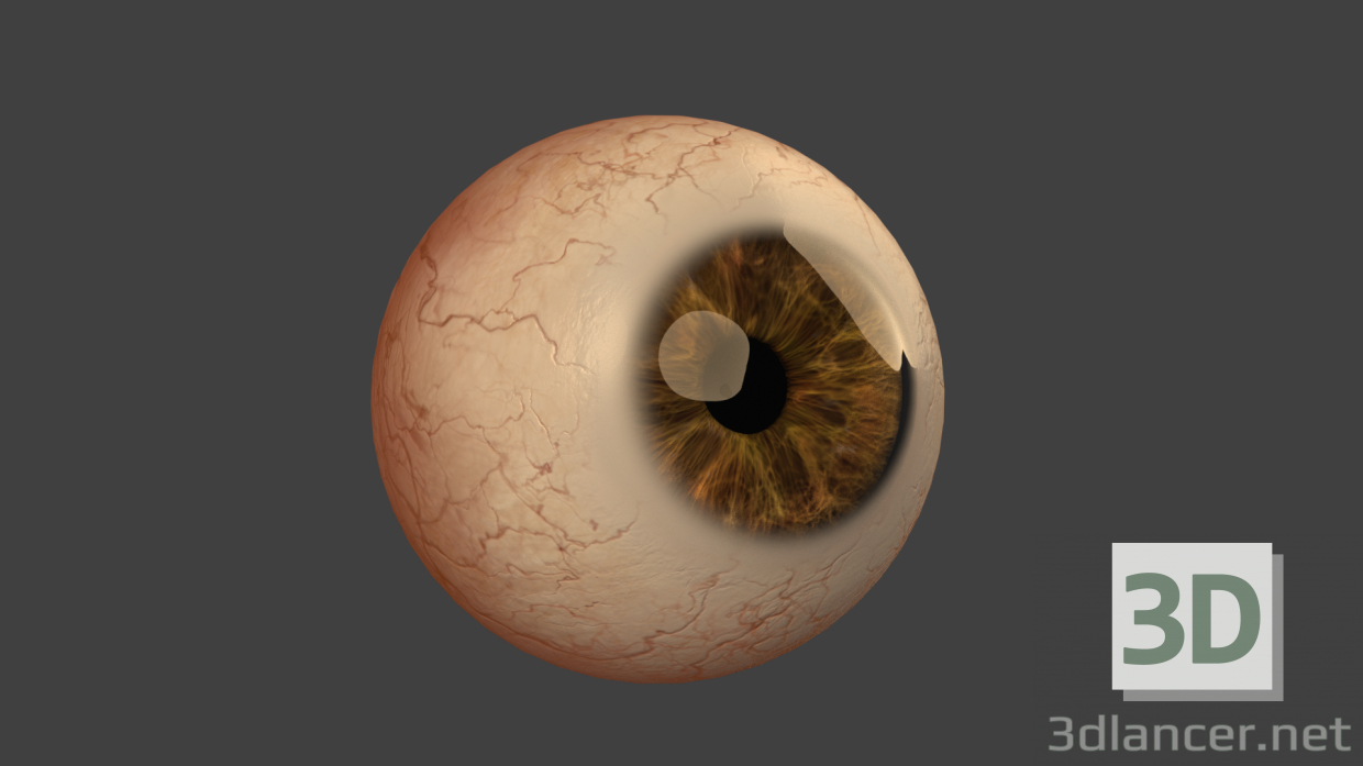 3D Modell Auge - Vorschau