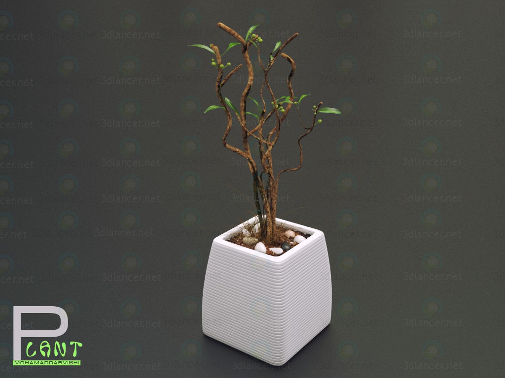 Zimmerpflanze 3D-Modell kaufen - Rendern