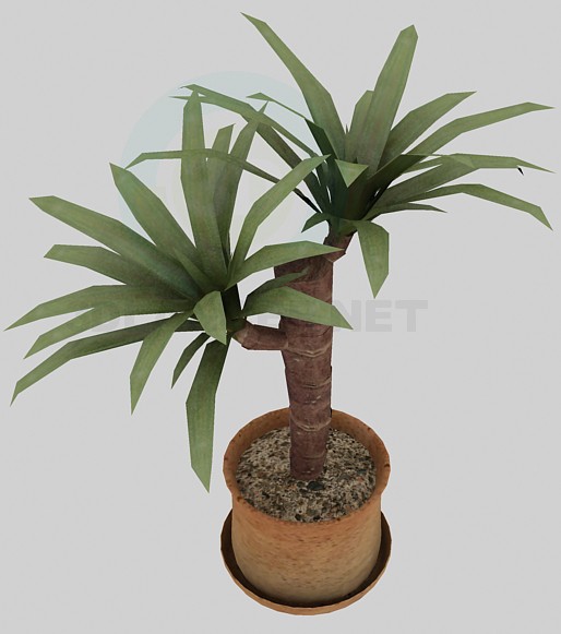 3D Modell Palm - Vorschau
