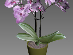Orchidea modello 3D