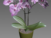 Orquidea 3 डी मॉडल