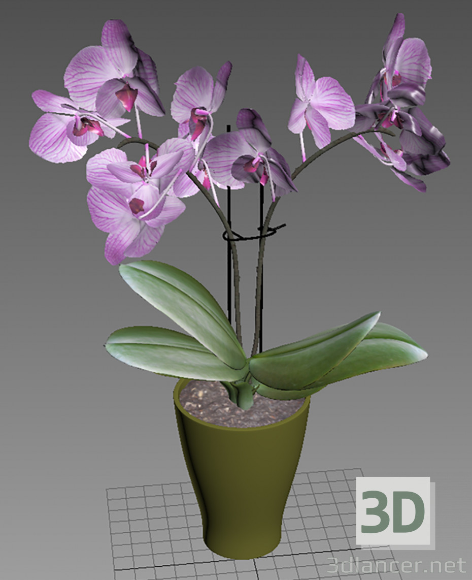 3d model Orchid 3d model - preview