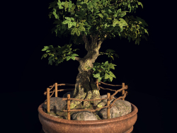 Arbol bonsai