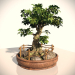 Arbol bonsai 3D modelo Compro - render