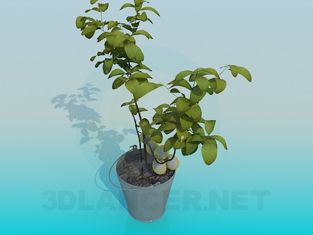 Modelo 3d Frutificação a planta interna - preview