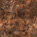Descarga gratuita de textura raíz de nuez 7 - imagen