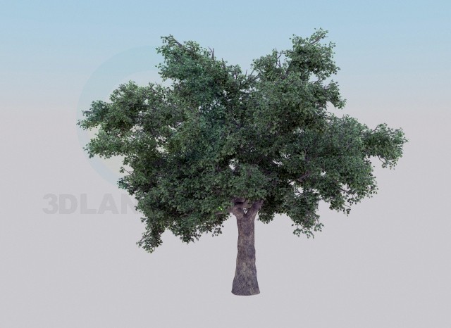 Modelo 3d Árvore de carvalho - preview