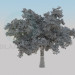 3D modeli Meşe ağacı - önizleme