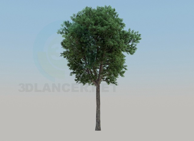 modello 3D albero di cenere - anteprima