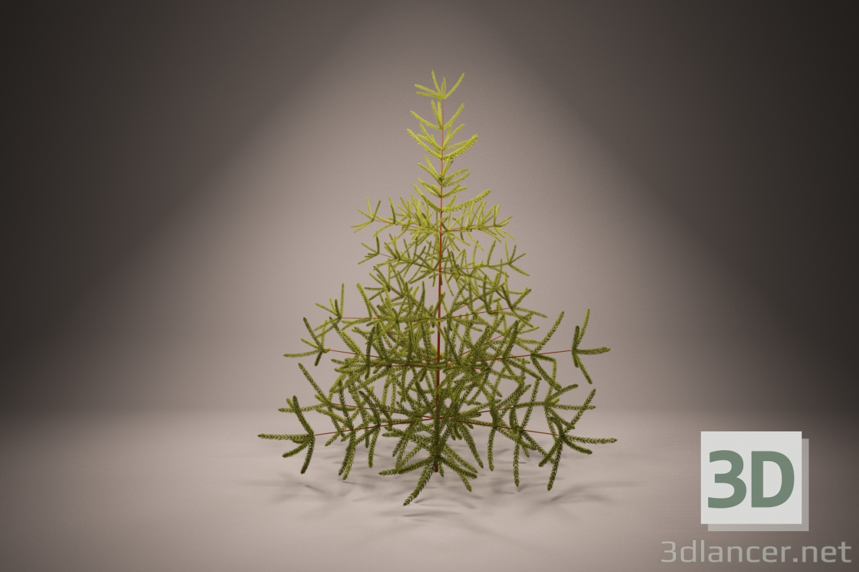 modello 3D di Albero di Natale, abete rosso, abete rosso, albero di Natale, conifera comprare - rendering