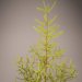 3d Christmas tree, spruce, ель, ёлка, хвойное дерево модель купить - ракурс