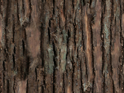 Texture d'écorce de pin
