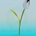 Modelo 3d Tulipa - preview
