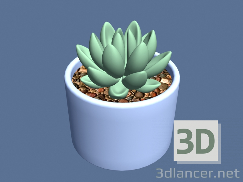 modello 3D Succulenta in una pentola. - anteprima