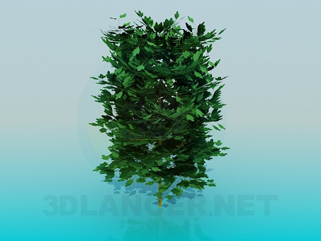 3d model Arbusto frondoso - vista previa