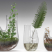 modello 3D di Terrario vegetale. SET PREVIEWNUM #