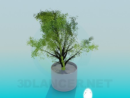 modello 3D Arbusto in un vaso - anteprima