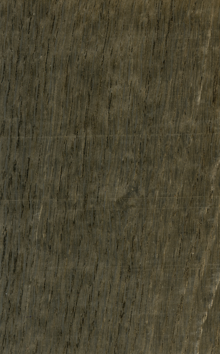 Texture chêne des marais Téléchargement gratuit - image