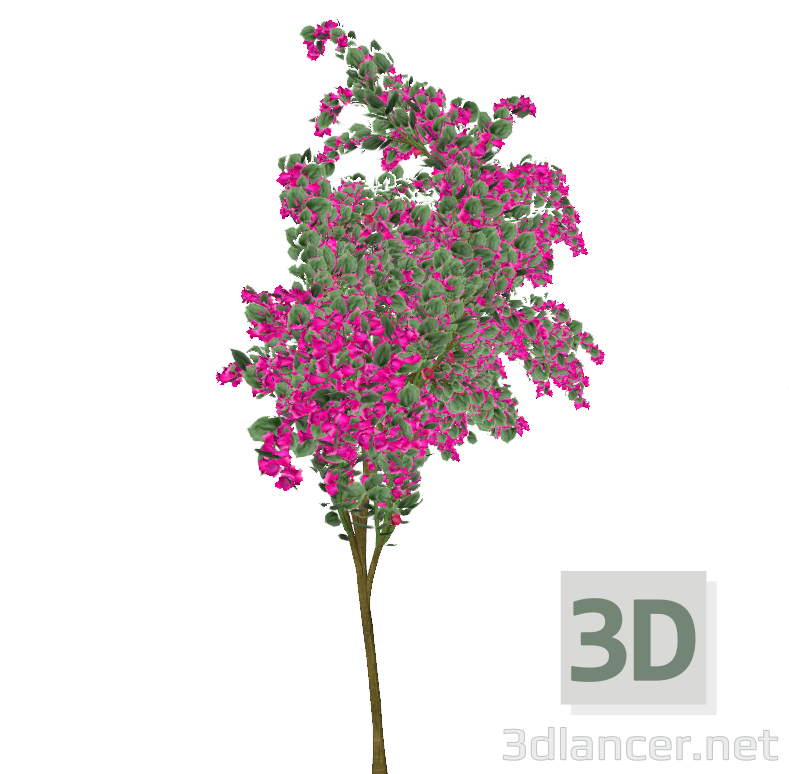 3d model Bougainvillea spectabilis rosa - vista previa