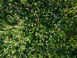 herbe avec petite fleurs