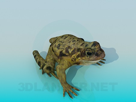 3D modeli Kurbağa - önizleme