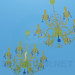 3d model Chandeliers with candelabra - preview