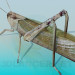 3d model Grasshopper - preview