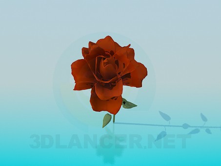 3D Modell Rose, Schnittrose - Vorschau