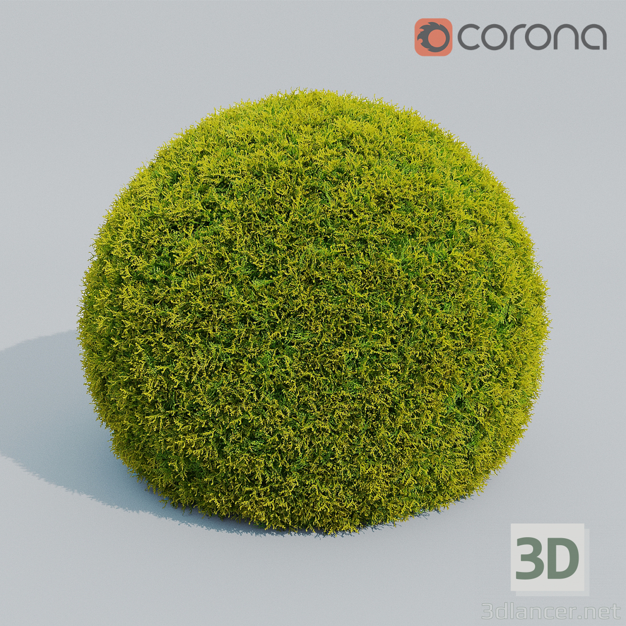 cupresus bola 3D modelo Compro - render