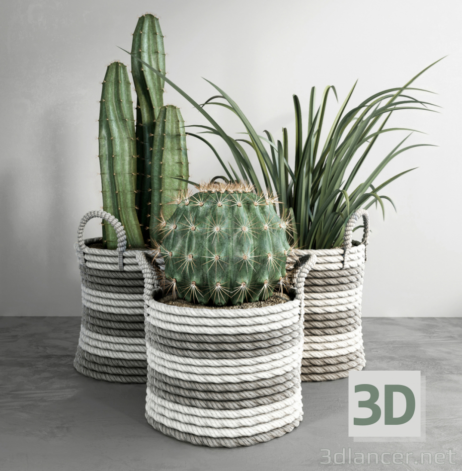 modello 3D cactus - anteprima