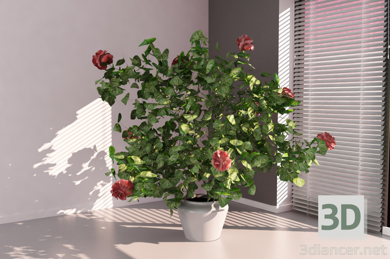 modèle 3D de Hibiscus acheter - rendu
