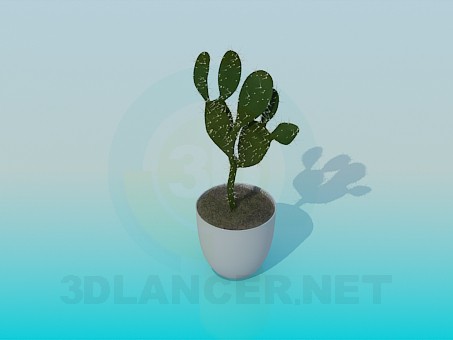3d model Cactus - vista previa