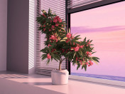 florescendo oleander