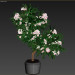 modello 3D di fiore oleandri comprare - rendering