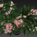 adelfas en flor 3D modelo Compro - render