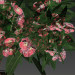 modèle 3D de lauriers roses en fleurs acheter - rendu